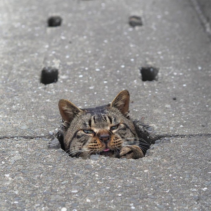Japanese Photographer Captures Stray Cats Having Fun And Not Giving A Damn In The World Japanese Photographer Captures Stray Cats Having Fun And Not Giving A Damn In The World