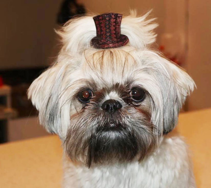 Looking For A Birthday Treat For My Puppy Led To A Crazy Challenge - I Am Making 365 Leather Dog Hats Looking For A Birthday Treat For My Puppy Led To A Crazy Challenge - I Am Making 365 Leather Dog Hats