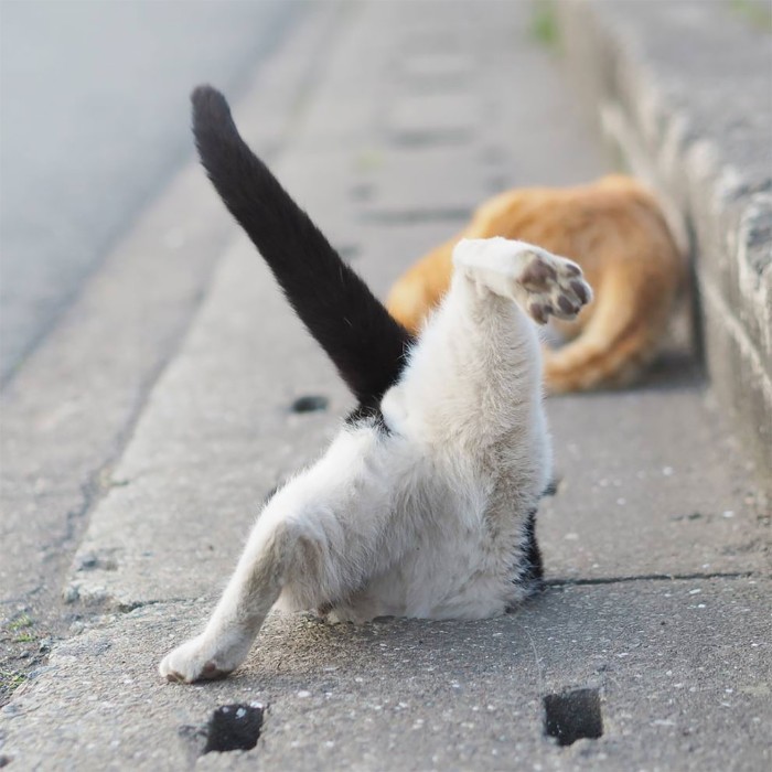 Japanese Photographer Captures Stray Cats Having Fun And Not Giving A Damn In The World Japanese Photographer Captures Stray Cats Having Fun And Not Giving A Damn In The World