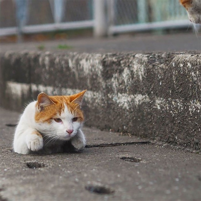 Japanese Photographer Captures Stray Cats Having Fun And Not Giving A Damn In The World Japanese Photographer Captures Stray Cats Having Fun And Not Giving A Damn In The World