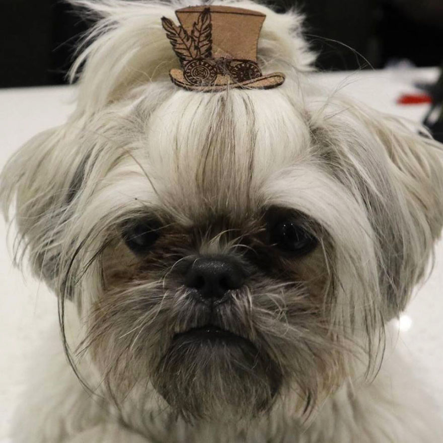 Looking For A Birthday Treat For My Puppy Led To A Crazy Challenge - I Am Making 365 Leather Dog Hats