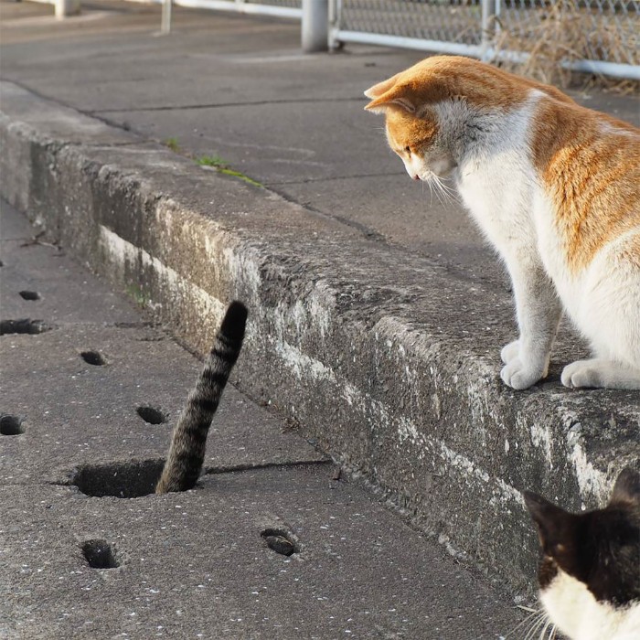 Japanese Photographer Captures Stray Cats Having Fun And Not Giving A Damn In The World Japanese Photographer Captures Stray Cats Having Fun And Not Giving A Damn In The World