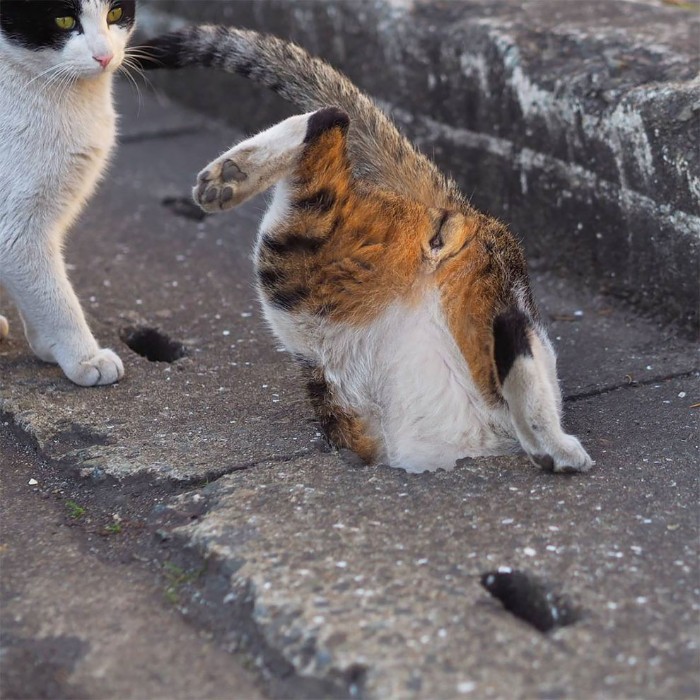 Japanese Photographer Captures Stray Cats Having Fun And Not Giving A Damn In The World Japanese Photographer Captures Stray Cats Having Fun And Not Giving A Damn In The World