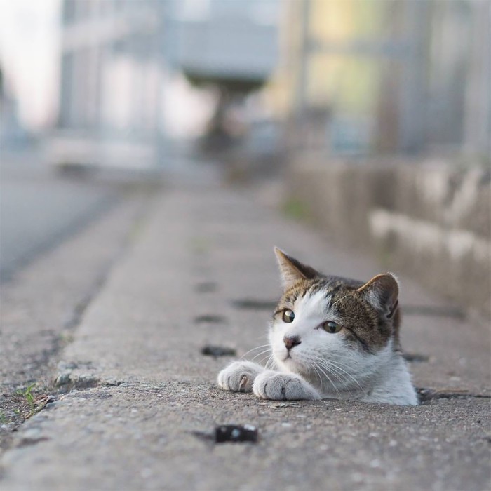 Japanese Photographer Captures Stray Cats Having Fun And Not Giving A Damn In The World Japanese Photographer Captures Stray Cats Having Fun And Not Giving A Damn In The World
