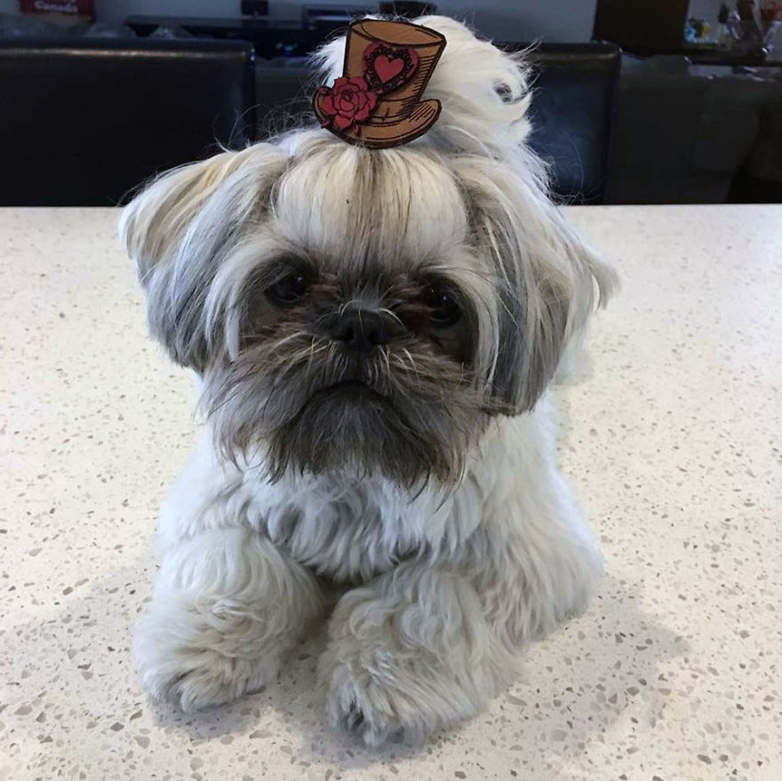 Looking For A Birthday Treat For My Puppy Led To A Crazy Challenge - I Am Making 365 Leather Dog Hats