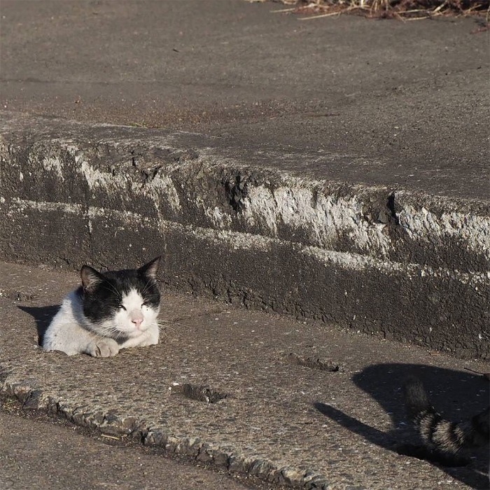 Japanese Photographer Captures Stray Cats Having Fun And Not Giving A Damn In The World Japanese Photographer Captures Stray Cats Having Fun And Not Giving A Damn In The World
