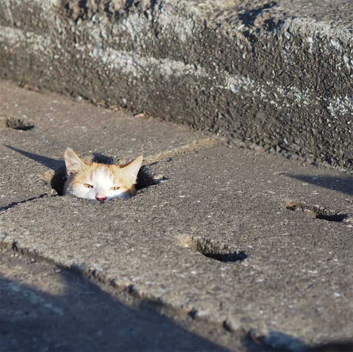 Japanese Photographer Captures Stray Cats Having Fun And Not Giving A Damn In The World Japanese Photographer Captures Stray Cats Having Fun And Not Giving A Damn In The World