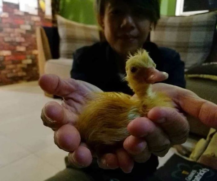 Woman Buys A Balut Egg In A Restaurant And Hatches The Duckling That&rsquo;s Now Her Best Friend