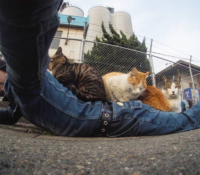 Japanese Photographer Captures Stray Cats Having Fun And Not Giving A Damn In The World Japanese Photographer Captures Stray Cats Having Fun And Not Giving A Damn In The World