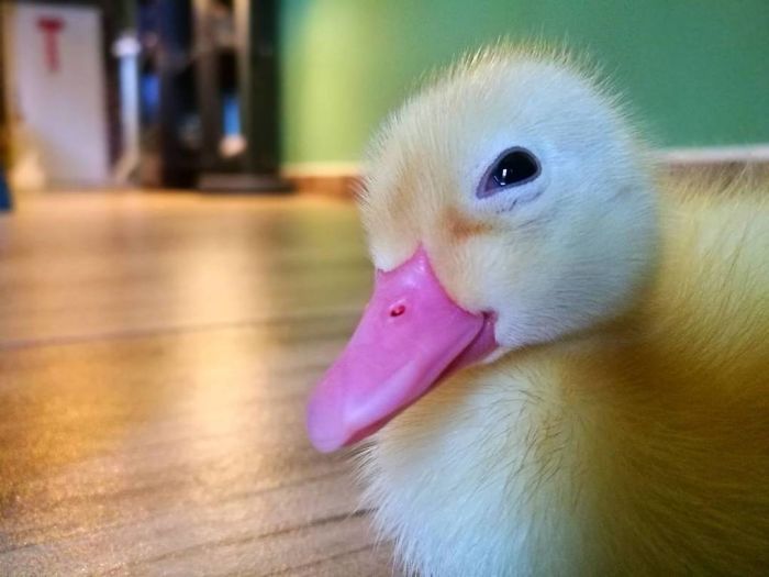 Woman Buys A Balut Egg In A Restaurant And Hatches The Duckling That&rsquo;s Now Her Best Friend