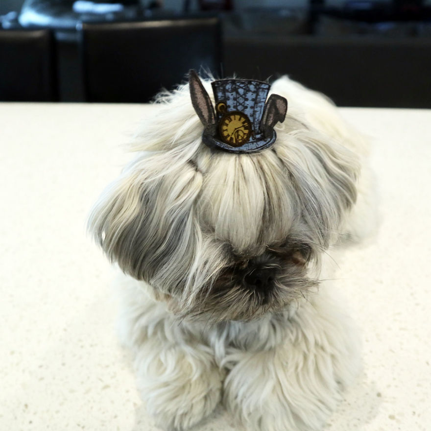 Looking For A Birthday Treat For My Puppy Led To A Crazy Challenge - I Am Making 365 Leather Dog Hats