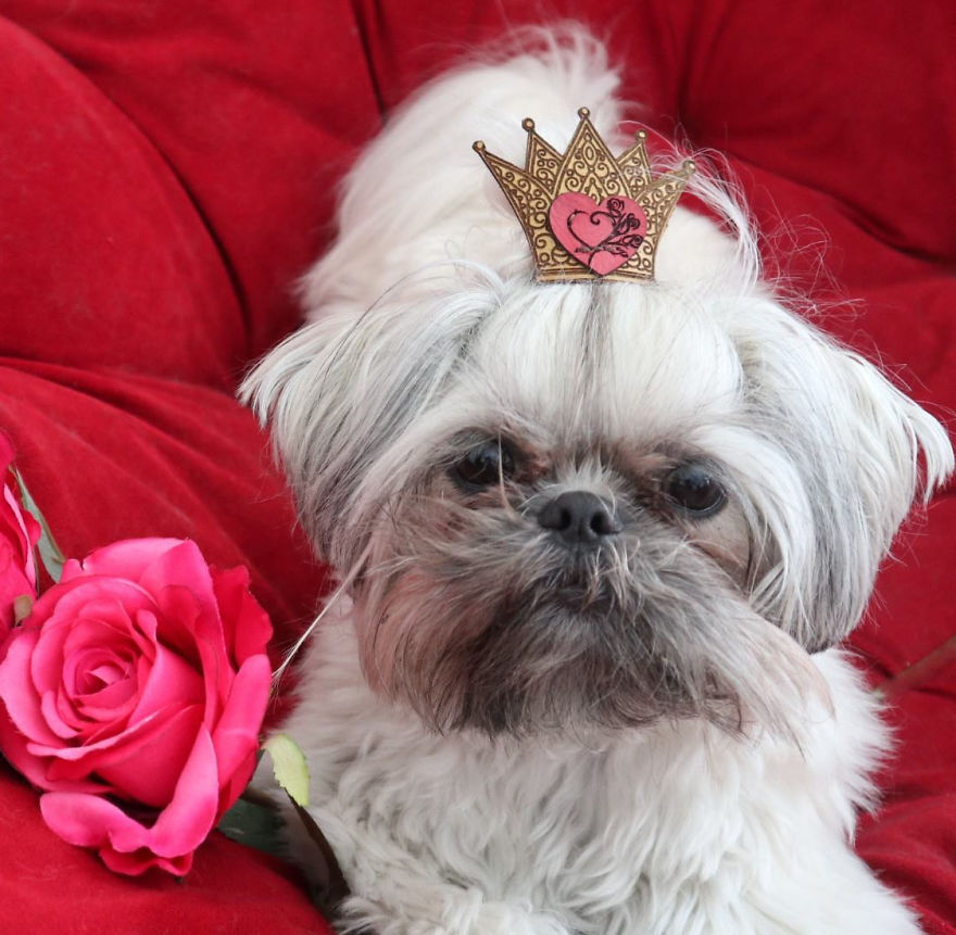 Looking For A Birthday Treat For My Puppy Led To A Crazy Challenge - I Am Making 365 Leather Dog Hats Looking For A Birthday Treat For My Puppy Led To A Crazy Challenge - I Am Making 365 Leather Dog Hats