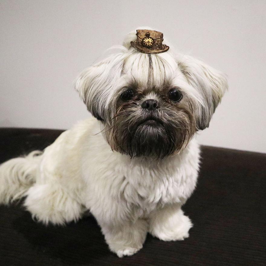 Looking For A Birthday Treat For My Puppy Led To A Crazy Challenge - I Am Making 365 Leather Dog Hats