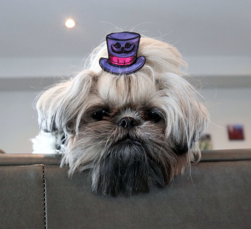 Looking For A Birthday Treat For My Puppy Led To A Crazy Challenge - I Am Making 365 Leather Dog Hats Looking For A Birthday Treat For My Puppy Led To A Crazy Challenge - I Am Making 365 Leather Dog Hats