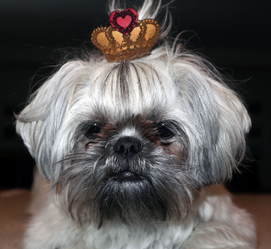 Looking For A Birthday Treat For My Puppy Led To A Crazy Challenge - I Am Making 365 Leather Dog Hats