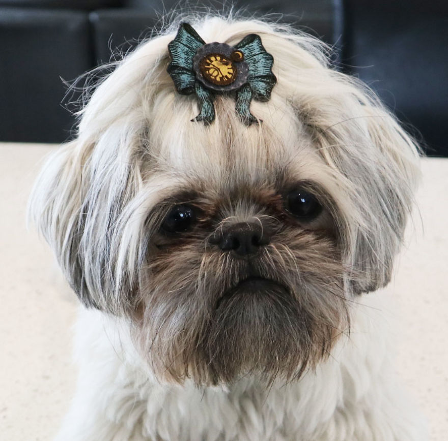 Looking For A Birthday Treat For My Puppy Led To A Crazy Challenge - I Am Making 365 Leather Dog Hats