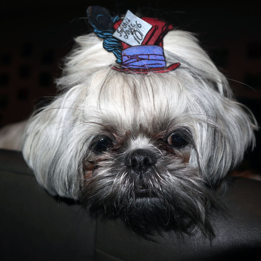 Looking For A Birthday Treat For My Puppy Led To A Crazy Challenge - I Am Making 365 Leather Dog Hats