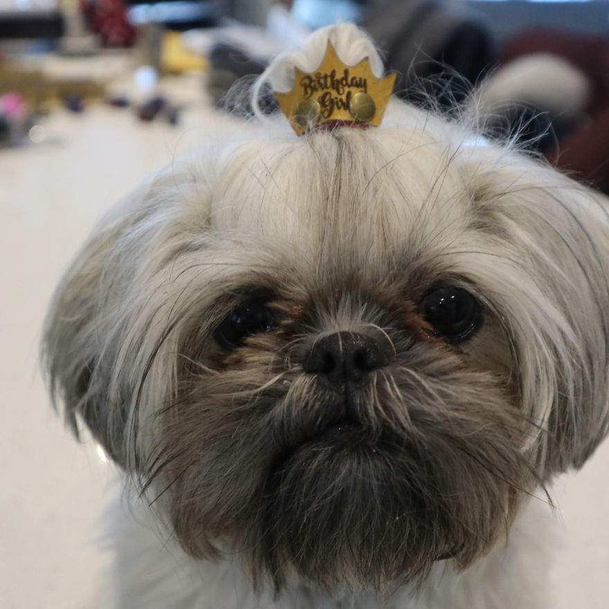 Looking For A Birthday Treat For My Puppy Led To A Crazy Challenge - I Am Making 365 Leather Dog Hats