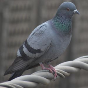 ellamartine03 avatar