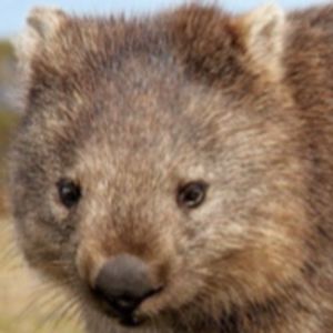 coopertheflaming999 avatar