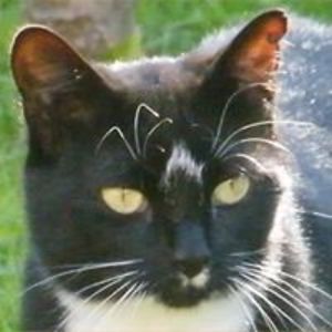 aannggeell_tt avatar