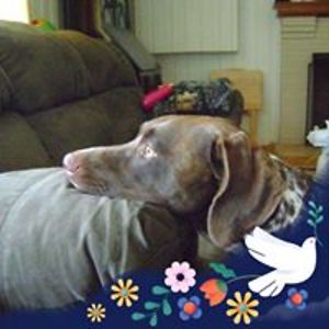 pambrownwhite avatar