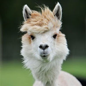 mockavelvelli avatar