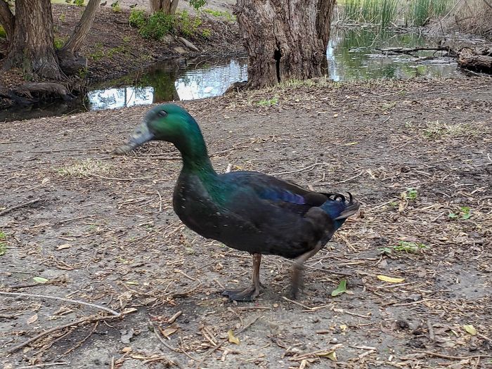 This Peacock-Colored Duck