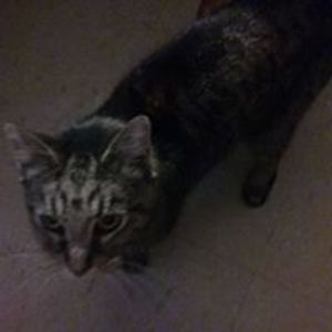 goodguys_finishlast2000 avatar