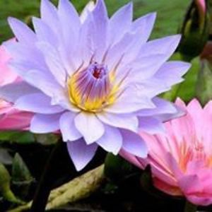 astrologyaustralia avatar