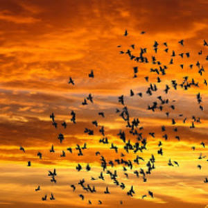 sarcasmactivated avatar