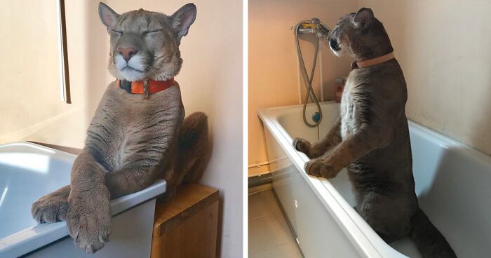 Puma Rescued From A Contact-Type Zoo Can’t Be Released Into The Wild, Lives As A Spoiled House Cat
