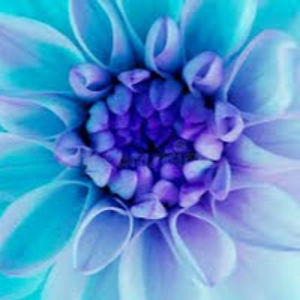 selenabenabdallah avatar