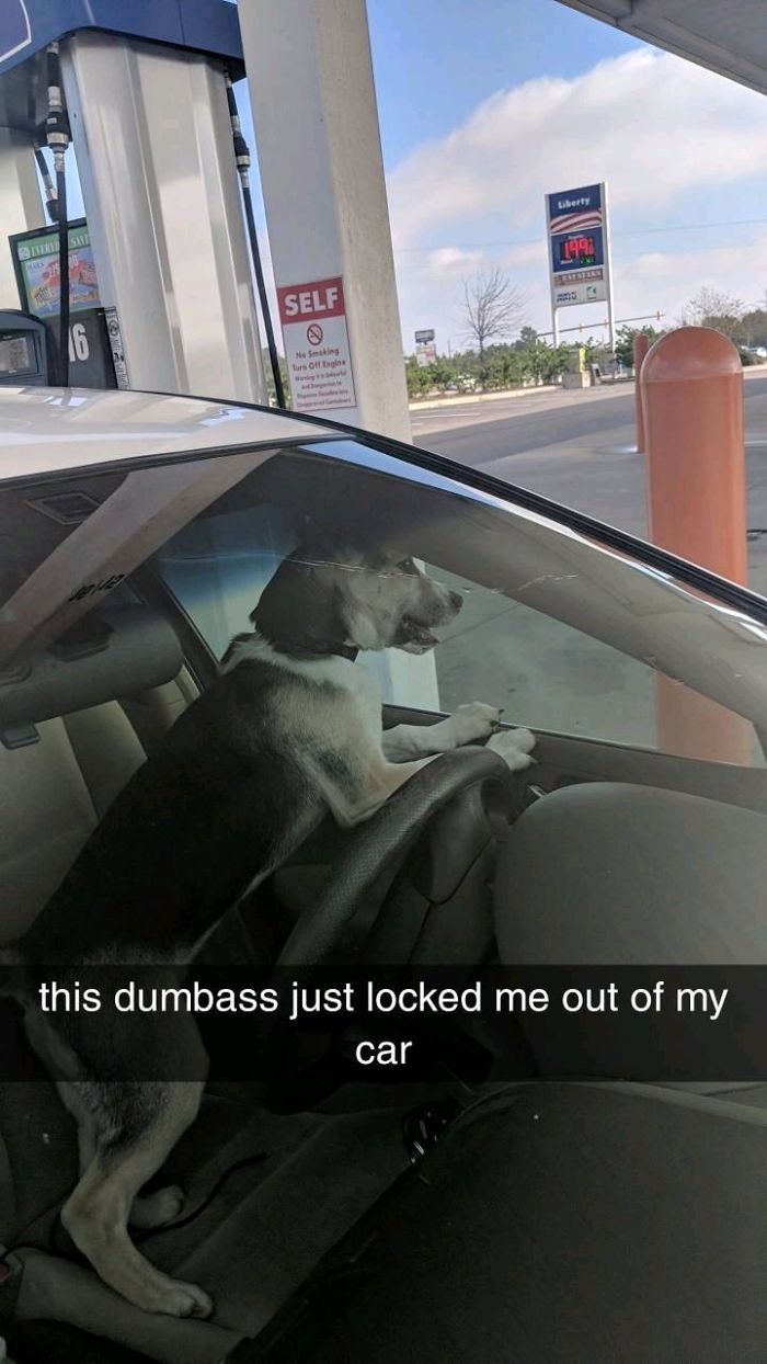 How To Make Me Spend $60 Ft. My Dog