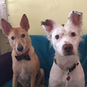 suicidebride_5 avatar