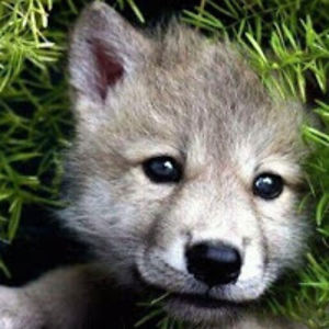 christinarones avatar