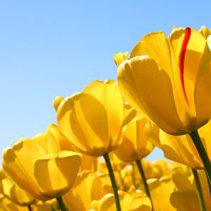 norainnorainbows avatar