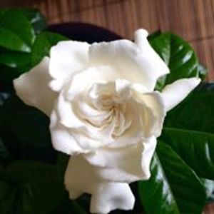 karenmariehair avatar