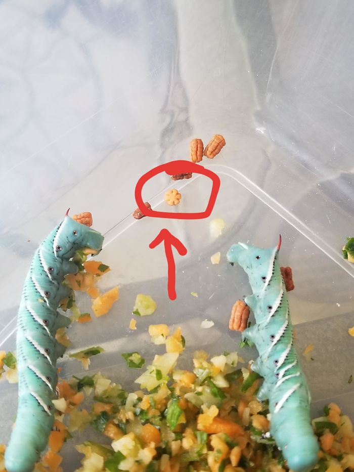 Hornworm Poops Are Asterisk Shaped