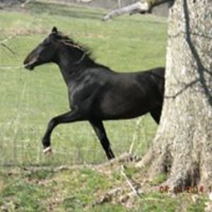 blueyedaisy32 avatar