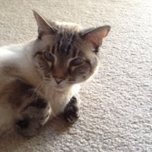 cocothecatweiss avatar