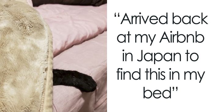 30 Times People Got More Than They Paid For In Their Airbnb Apartments And Met The Cutest Animals