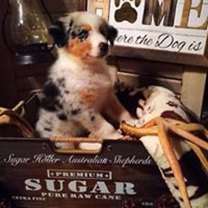 terri_carpenter avatar