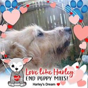 goldenmaxie4everlytle avatar