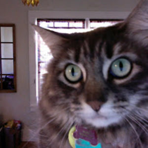 pipermclaughlin avatar