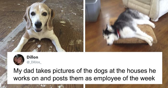 30 Adorable ‘Employees Of The Week’ That This Contractor Met At The Houses He Works At