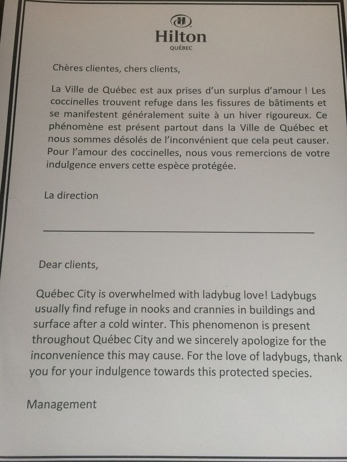 A Letter From Hotel Management About Ladybug Love