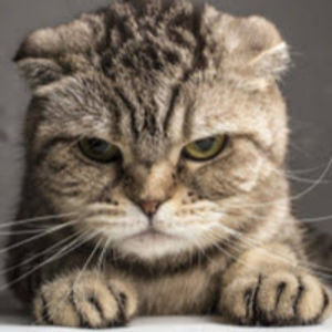 charlieblanda avatar