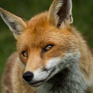 chaoticdragon999 avatar