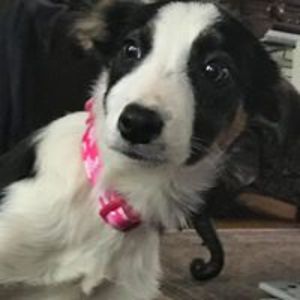 denise_cicchella avatar